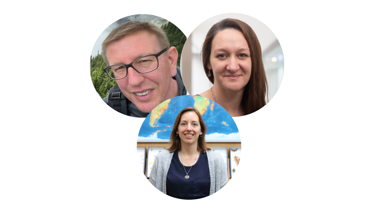 City-invading mosquitoes of medical importance: habitat preferences and...